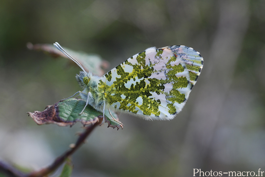 Anthocharis cardamines